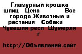 Гламурный крошка шпиц › Цена ­ 30 000 - Все города Животные и растения » Собаки   . Чувашия респ.,Шумерля г.